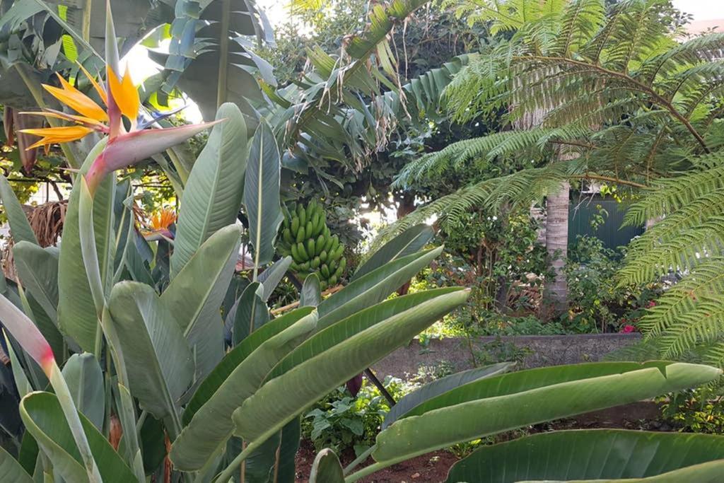 City View Gardens Villa Funchal  Exterior photo